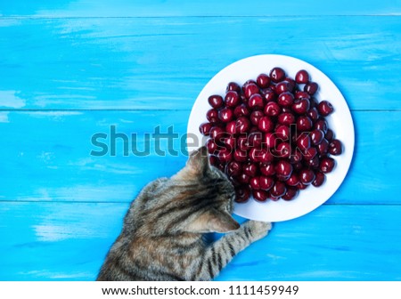 Cute cat on blue background with a plate of cherries.