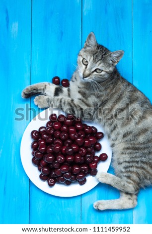 Cute cat on blue background with a plate of cherries.