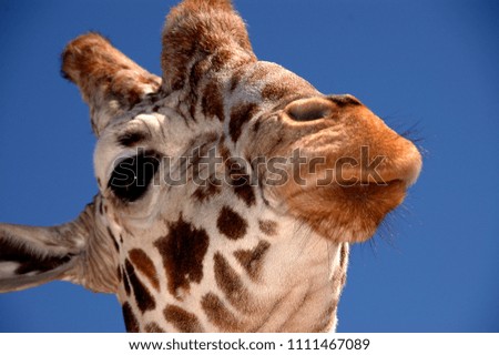 giraffe heads close up