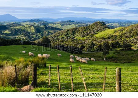 Sheep eating grass on the mountains of the north island of New Zealand Royalty-Free Stock Photo #111147020