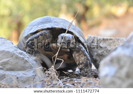 Turtle on the path in Lefkada, Ellada