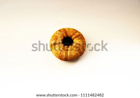  sea shell on white background field of the space