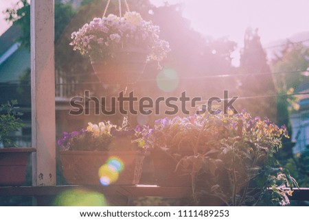 Hanging flower pots with purple and yellow pansies on the patio in the golden hour of sunset in East Vancouver neighbourhood