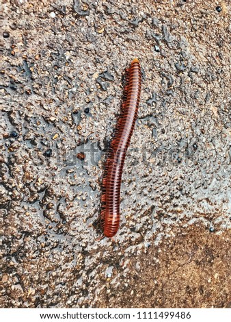 A red millipede walking on the wet cement floor