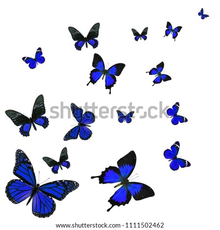 Beautiful blue butterfly flying isolated on white background.