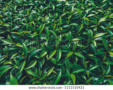 tiny green leaf texture background , vintage tone
