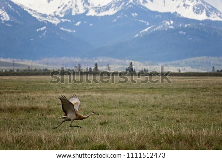 Sand hill crane in field Royalty-Free Stock Photo #1111512473