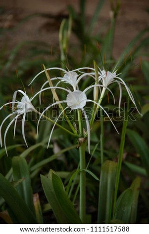 white spider lily, relaxing picture