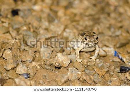 A close up picture of frog on the ground