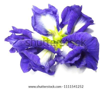 Butterfly pea flower isolated on white background. We use it to replace it Coloring matter in food.(Clitoria ternatea L)