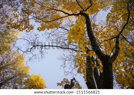 Maple trees at autumn forest in sunny day.