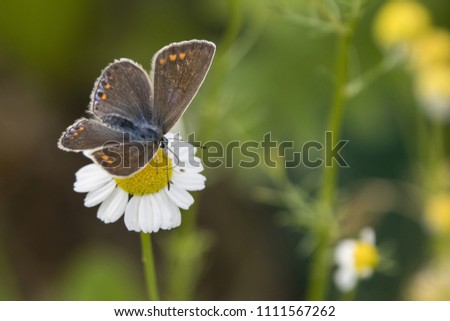 Female butterfly blue on a flower butterfly chamomile.