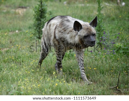 Hyena in the grass