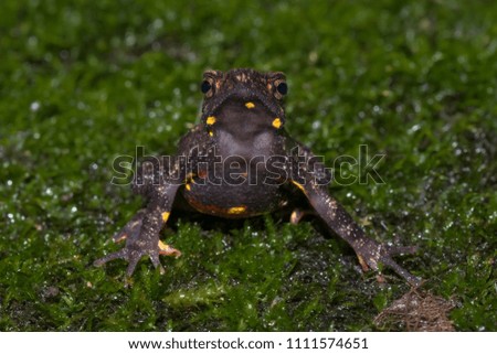 Malabar Torrent Toad
