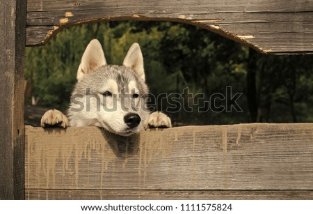 wolf is looking for prey. Pet and animal, Siberian husky, dog year. Year of dog, holiday celebration. New year, christmas, xmas. Husky or wolf at wooden background, copy space. Zoo, shelter, farm or