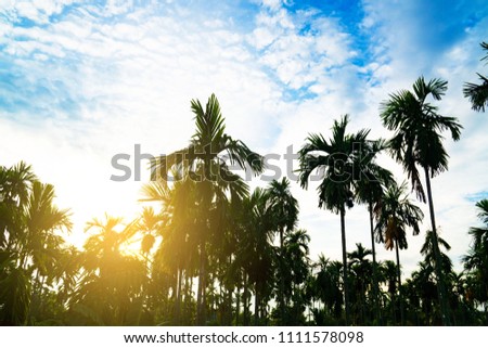 Palm trees on blue sky background . travel, summer, vacation and tropical beach .