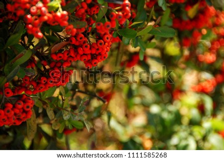 Red berries on branches. Summer bright composition. Blurred background, for text here Royalty-Free Stock Photo #1111585268
