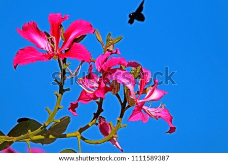 
Chongkho flower on blue sky