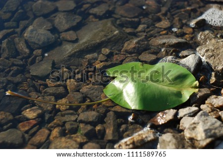 Green leaves of yellow water-lily in the river water. Nymphaea is a genus of aquatic plants in the family Nymphaeaceae, commonly known as water lilies (waterlilies), Nuphar lutea or brandy-bottle.
