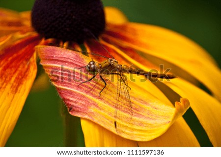 Meadow hawk dragon fly resting on a large black eyed susan