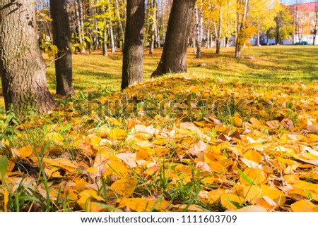 Yellow leaves on the ground in an autumn Park
