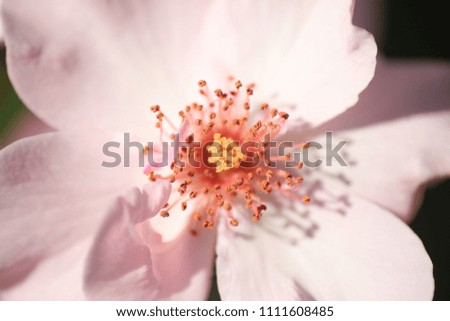 simple and beautiful flowers for background 