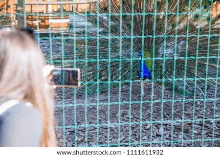young woman taking picture of peacock in zoo