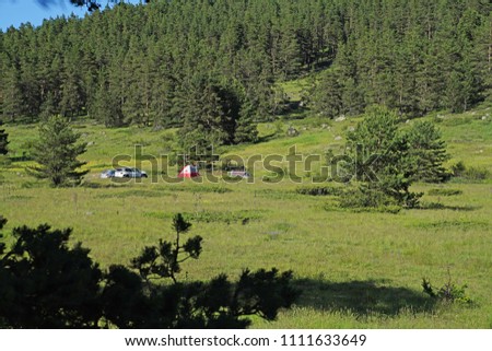 Rest in tents in a pine forest on a sunny day                                                            