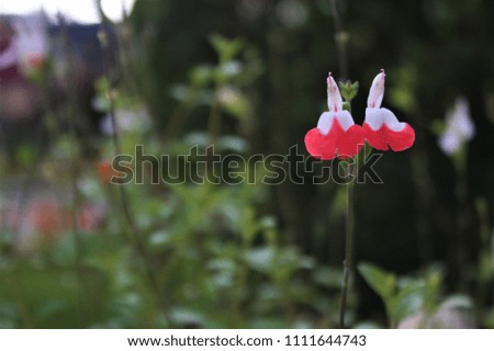 Cute red point flower