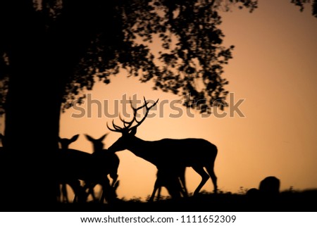Backlight, group of deers, females and one male, roating season