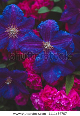 Beautiful Purple, blue, pink flowers with selective focus and water rain drops on the petals