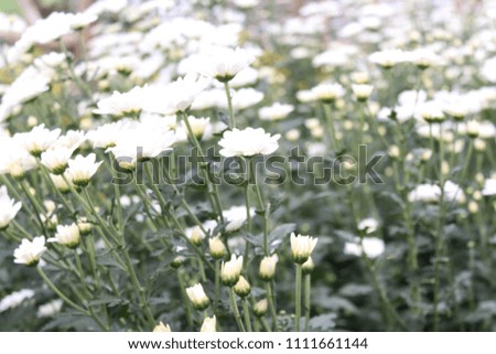 flower garden with various white flowers, flower garden