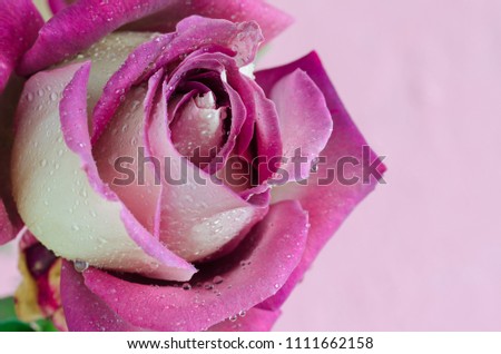 Purple rose with water drops on pink background.
