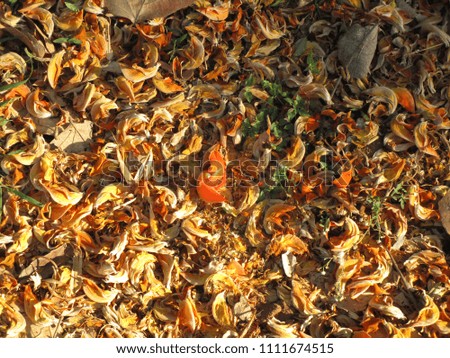 Dry Flame Of The Forest Flowers, Palash flowers to make Holi herbal colors