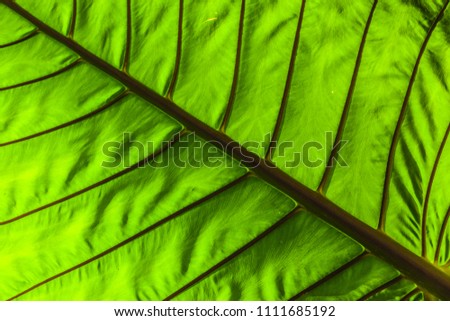 Macro shot of Alocasia robusta leaf, a gigantic herb of the aroid family (Araceae) which is endemic to the island of Borneo