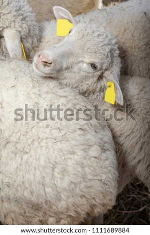 Sheep in a wooden paddock on a sunny day