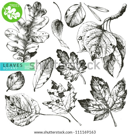 Collection of highly detailed hand drawn leaves isolated on white background
