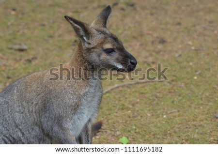 Resting little kangaroo
