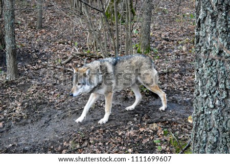 Magnificent european grey wolf tracking prey in forest