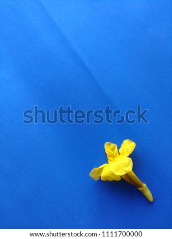 Tabebuia, Yellow flower isolated on blue background.