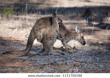 Western Grey kangaroos, a Doe and Joey feeding and playing. Flinders Ranges, Outback South Australia.