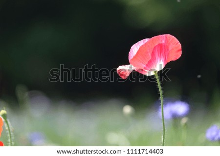 poppy, radiant and lucid color, gorgeous shape