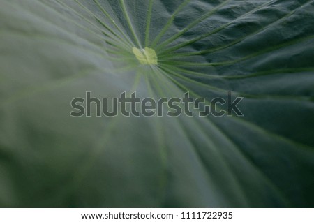 Lotus leaf and green leaf