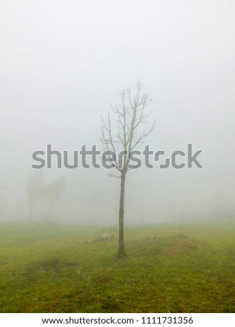 Burred photo,The fog is covering around the trees on the hill.Nature composition using as background or wallpaper landscape concept.
