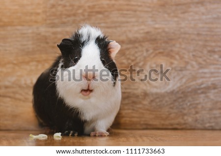Little black and white guinea eating cabbage leaf. Royalty-Free Stock Photo #1111733663