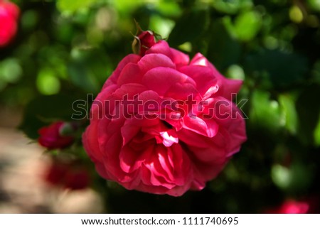 Red rose close-up against a background of green leaves and a blurred background. Concept of shallow depth of field. In the category of the creative background of the screen saver, wallpaper.