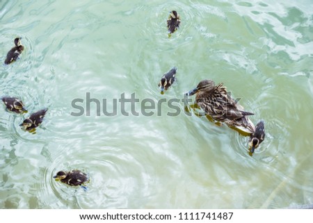 high angle view of mother duck with her beautiful ducklings swimming in blue pond