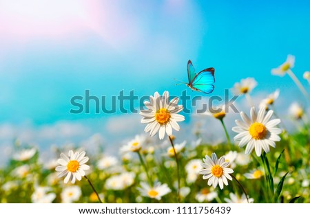Chamomiles daisies macro in summer spring field on background blue sky with sunshine and a flying butterfly, close-up macro. Summer natural landscape with copy space.