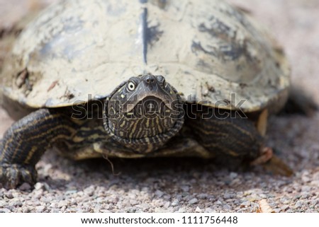 close-up on the front of a turtle walking slowly in the sand in a public park in Strasbourg