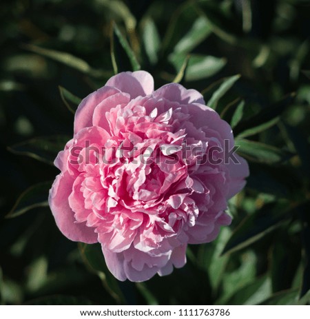 Soft focus image of pink and white peonies in the garden. Blooming pink and white peonies. Selective focus. Shallow depth of field.